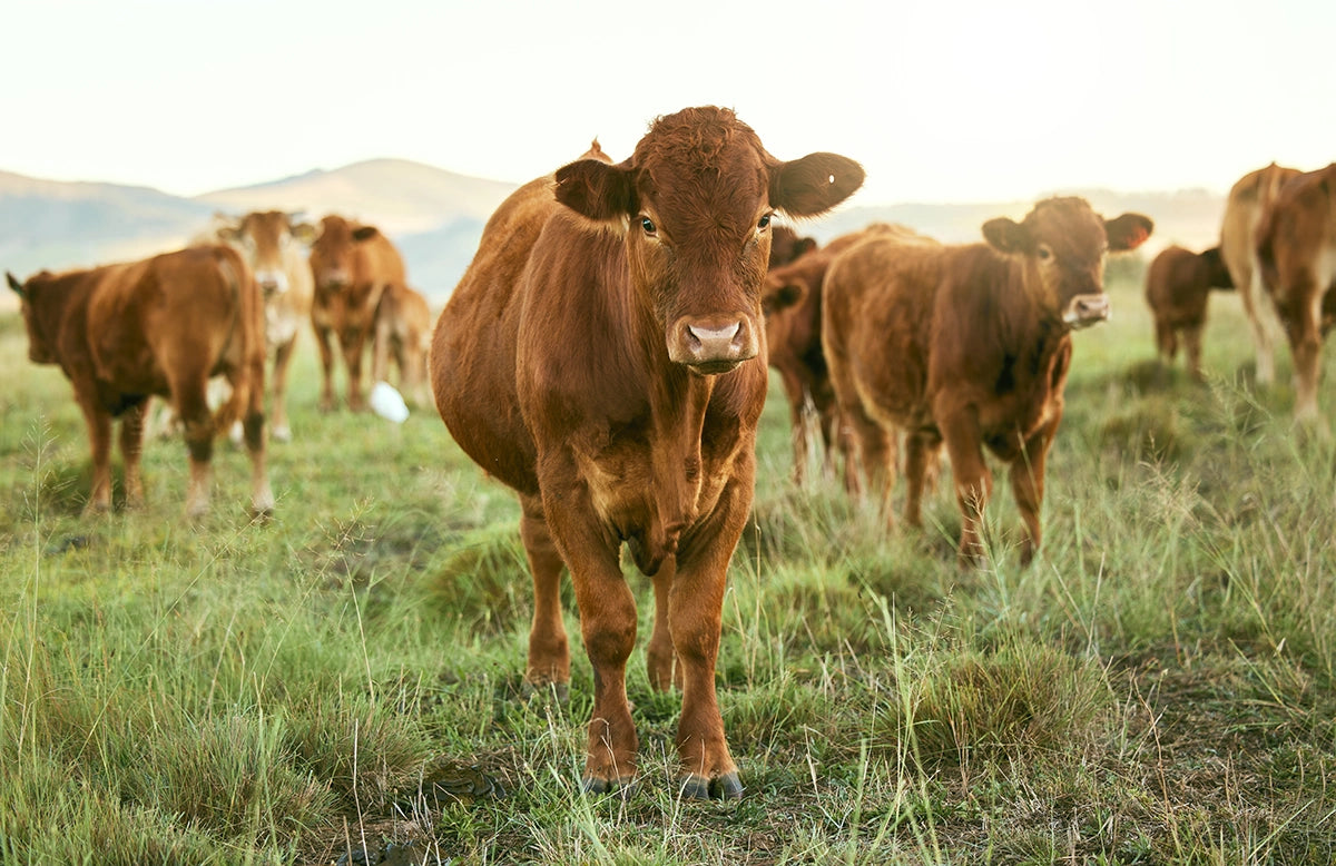 group of cows