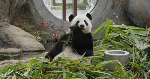 Panda at Zoo park